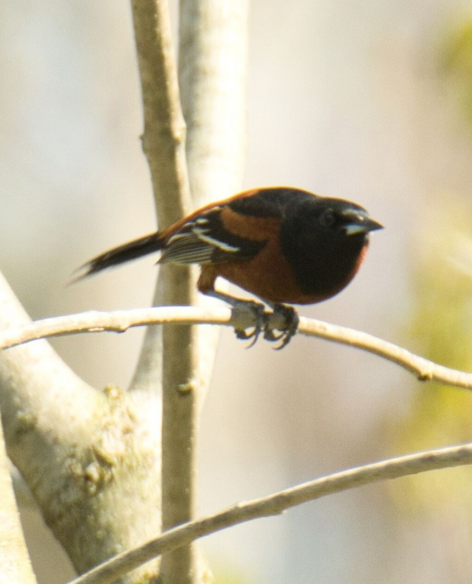 Orchard Oriole - ML618191132