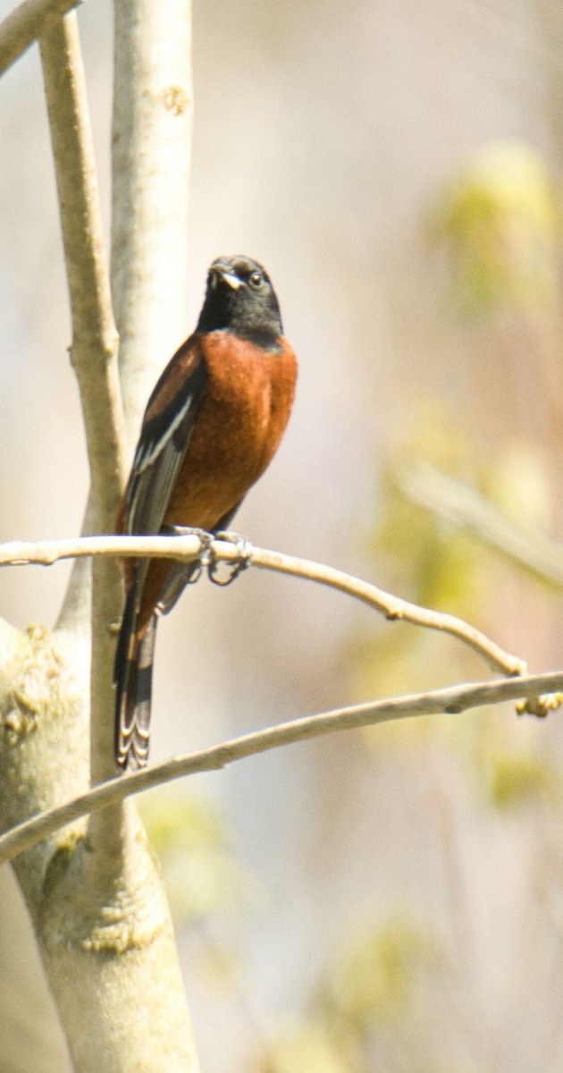 Orchard Oriole - ML618191133