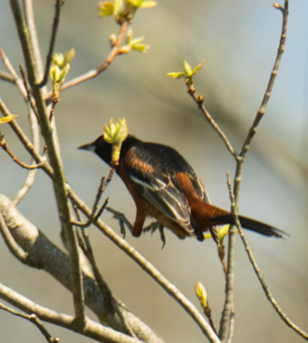 Orchard Oriole - ML618191134