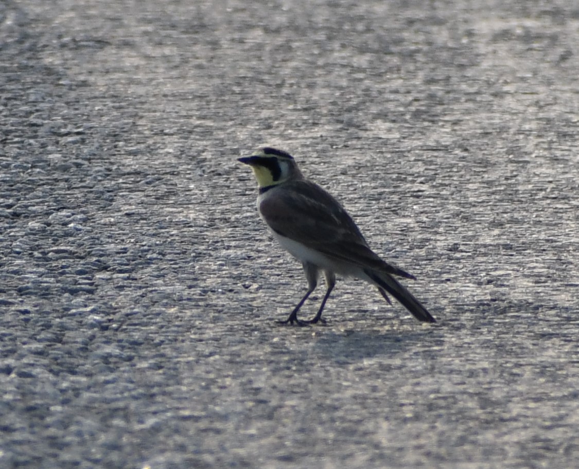 Horned Lark - ML618191136