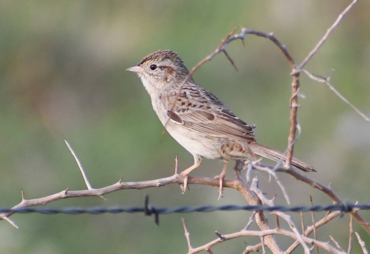 Cassin's Sparrow - ML618191139