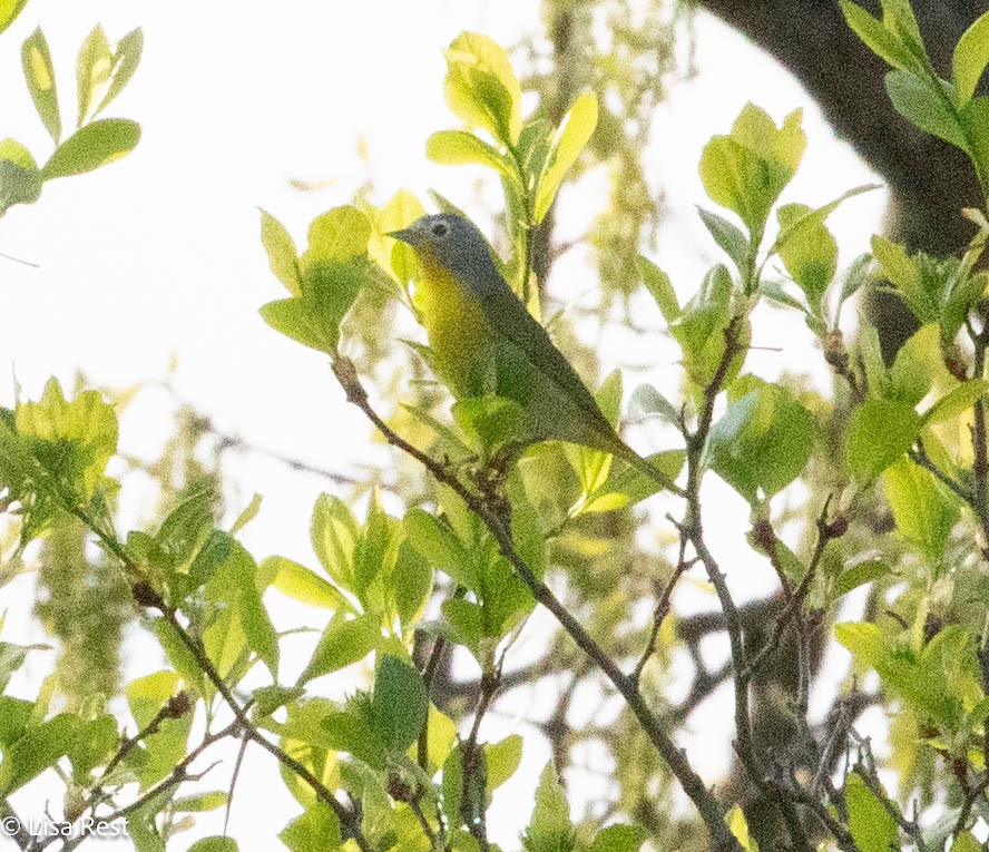 Nashville Warbler - Lisa Rest