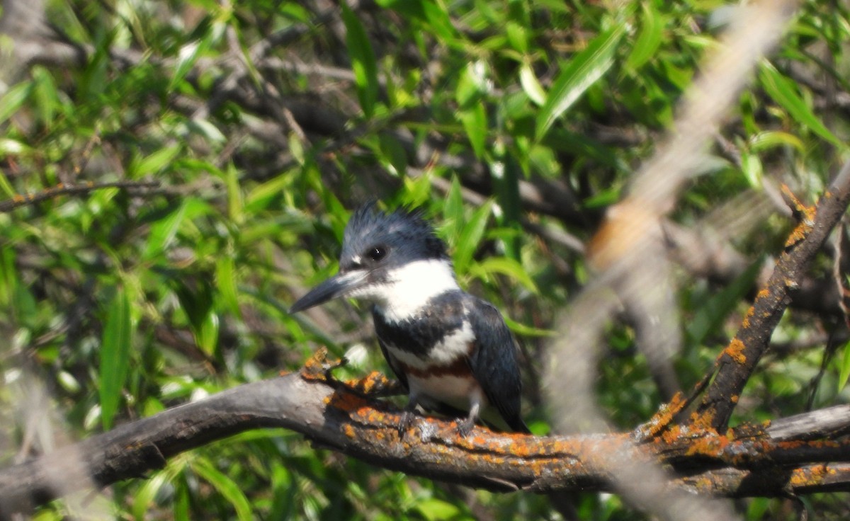 Belted Kingfisher - Lynne Craft