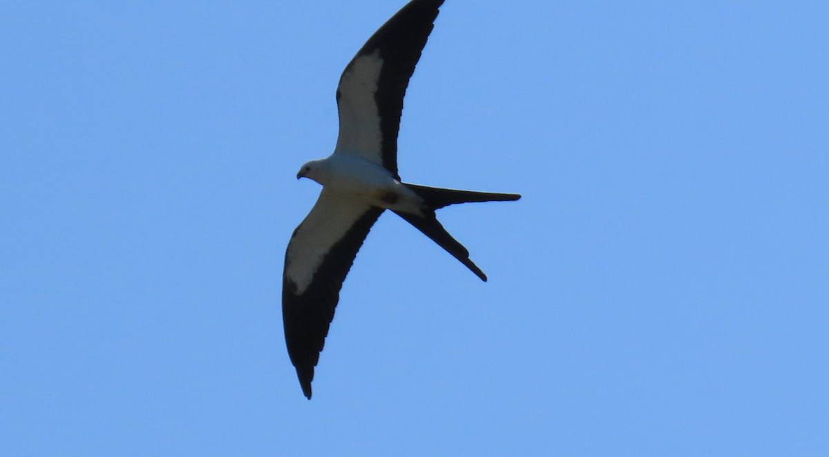 Swallow-tailed Kite - marti ikehara