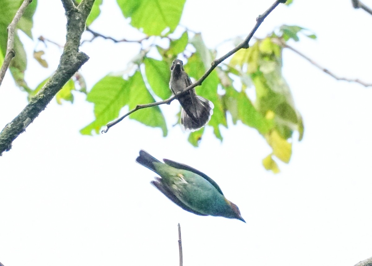 Colibrí Pardo - ML618191200