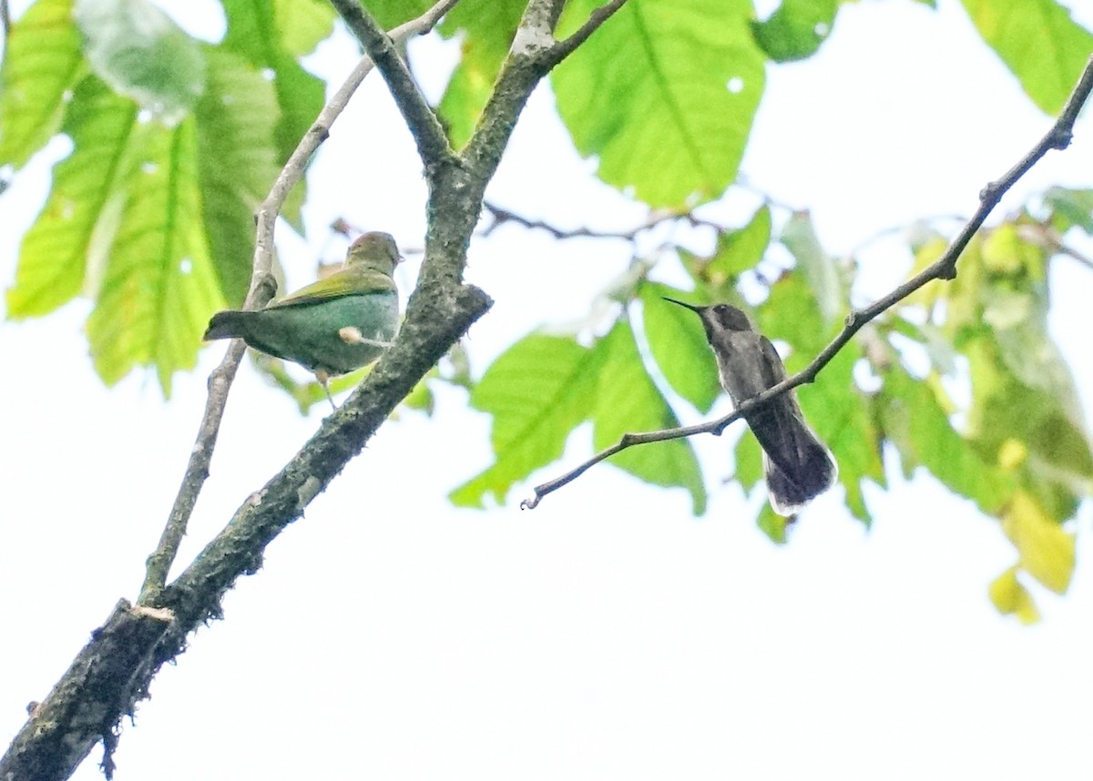 Brown Violetear - ML618191202