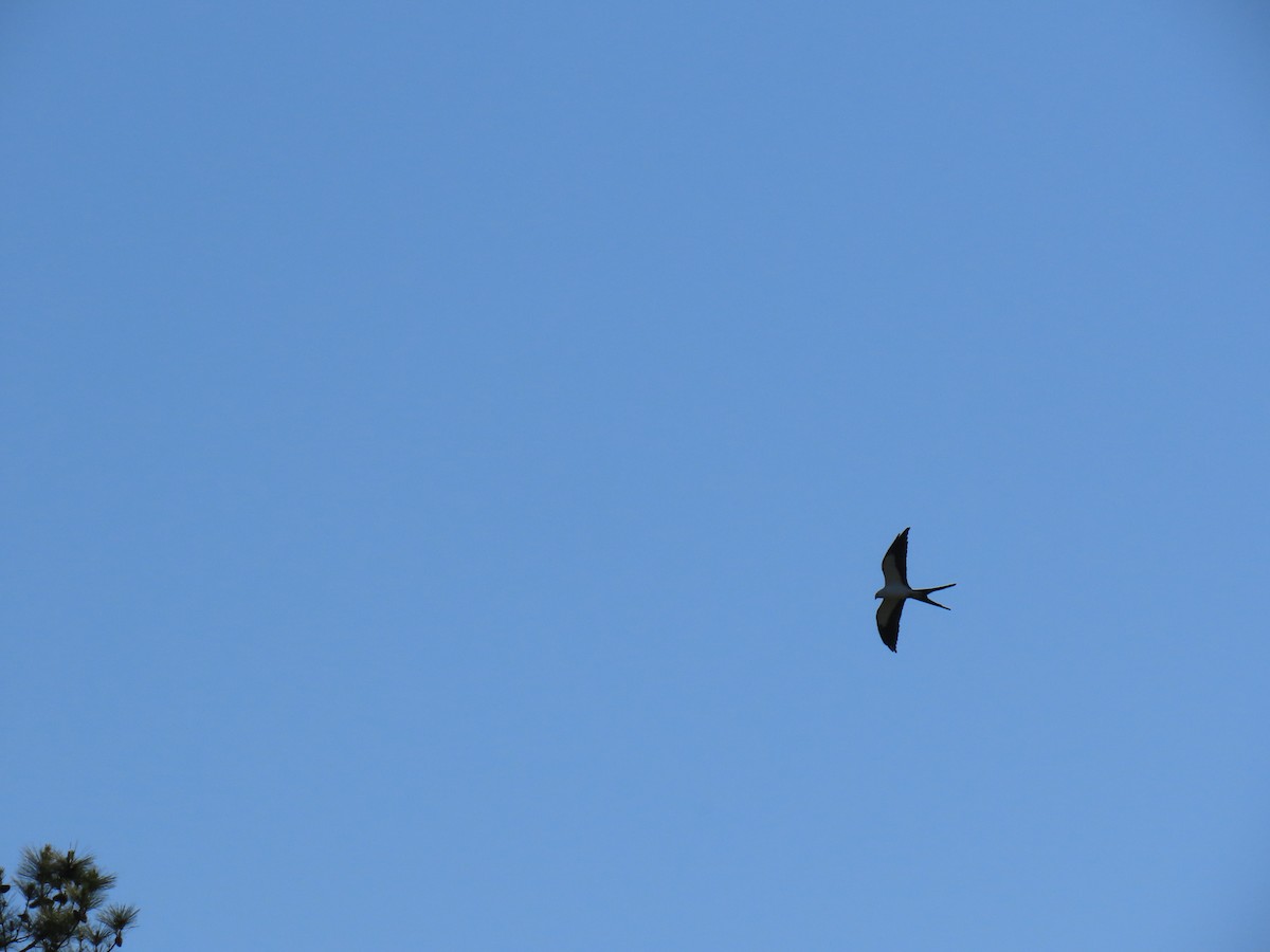 Swallow-tailed Kite - marti ikehara