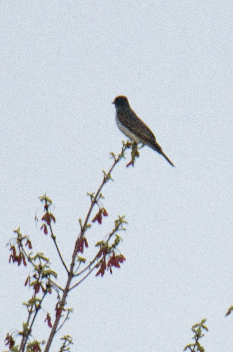 Eastern Kingbird - ML618191233