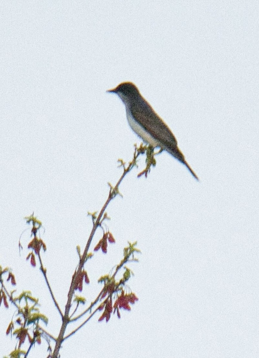 Eastern Kingbird - ML618191234