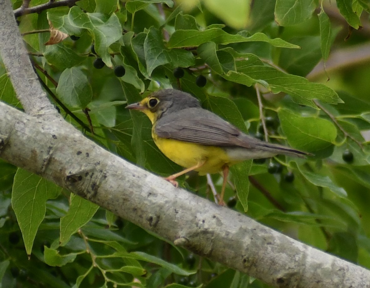 Canada Warbler - Jon McIntyre