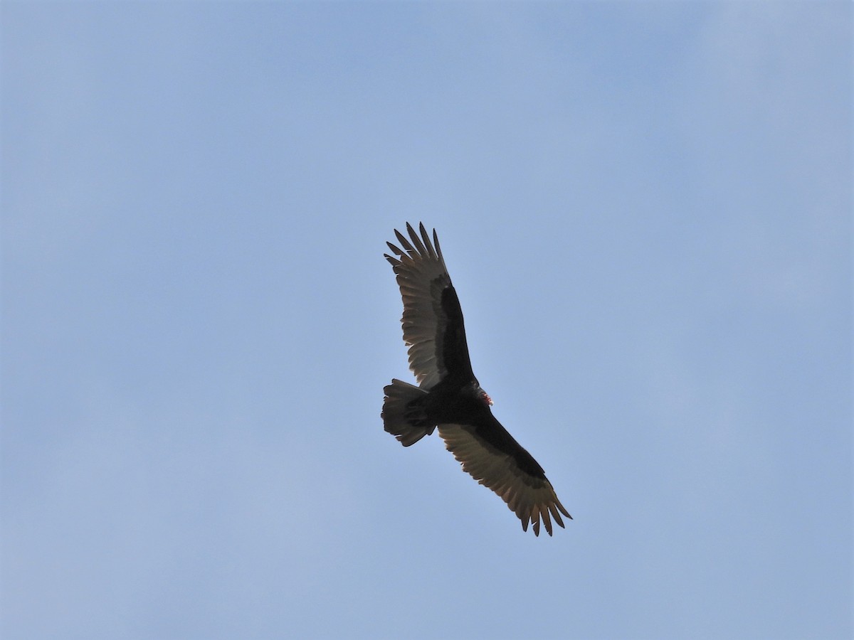 Turkey Vulture - ML618191251