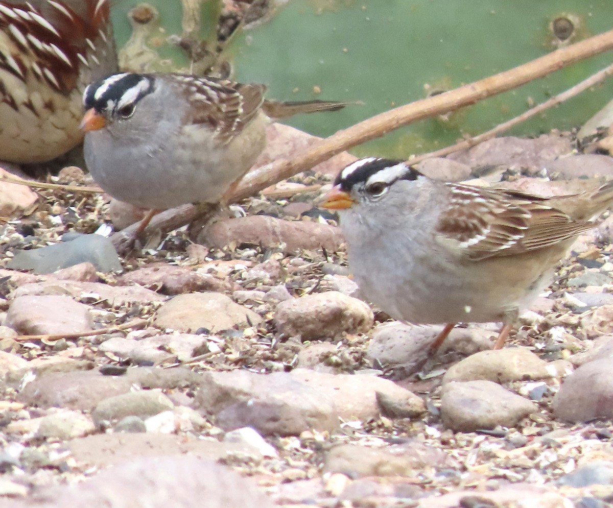 White-crowned Sparrow - Lynn Barber