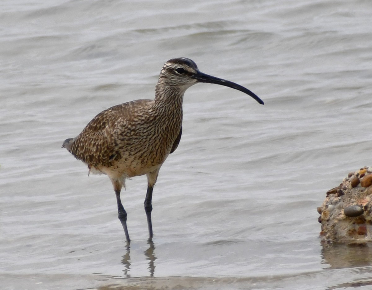 Whimbrel - Jon McIntyre