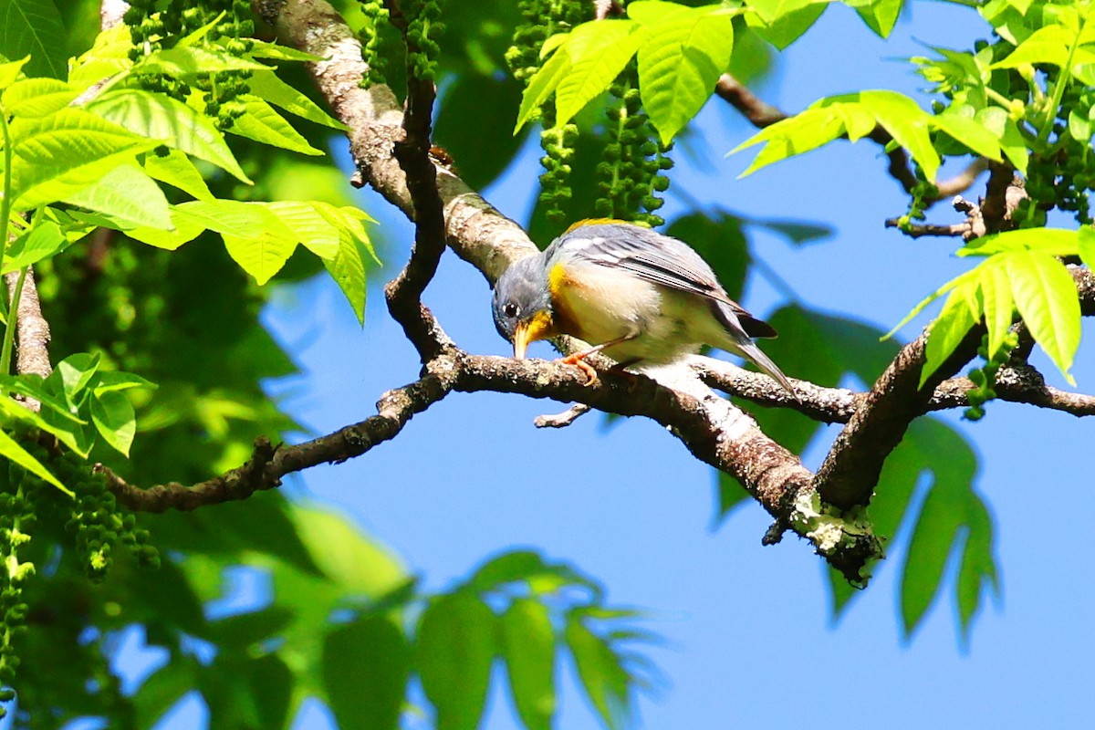 Northern Parula - Stan Chapman