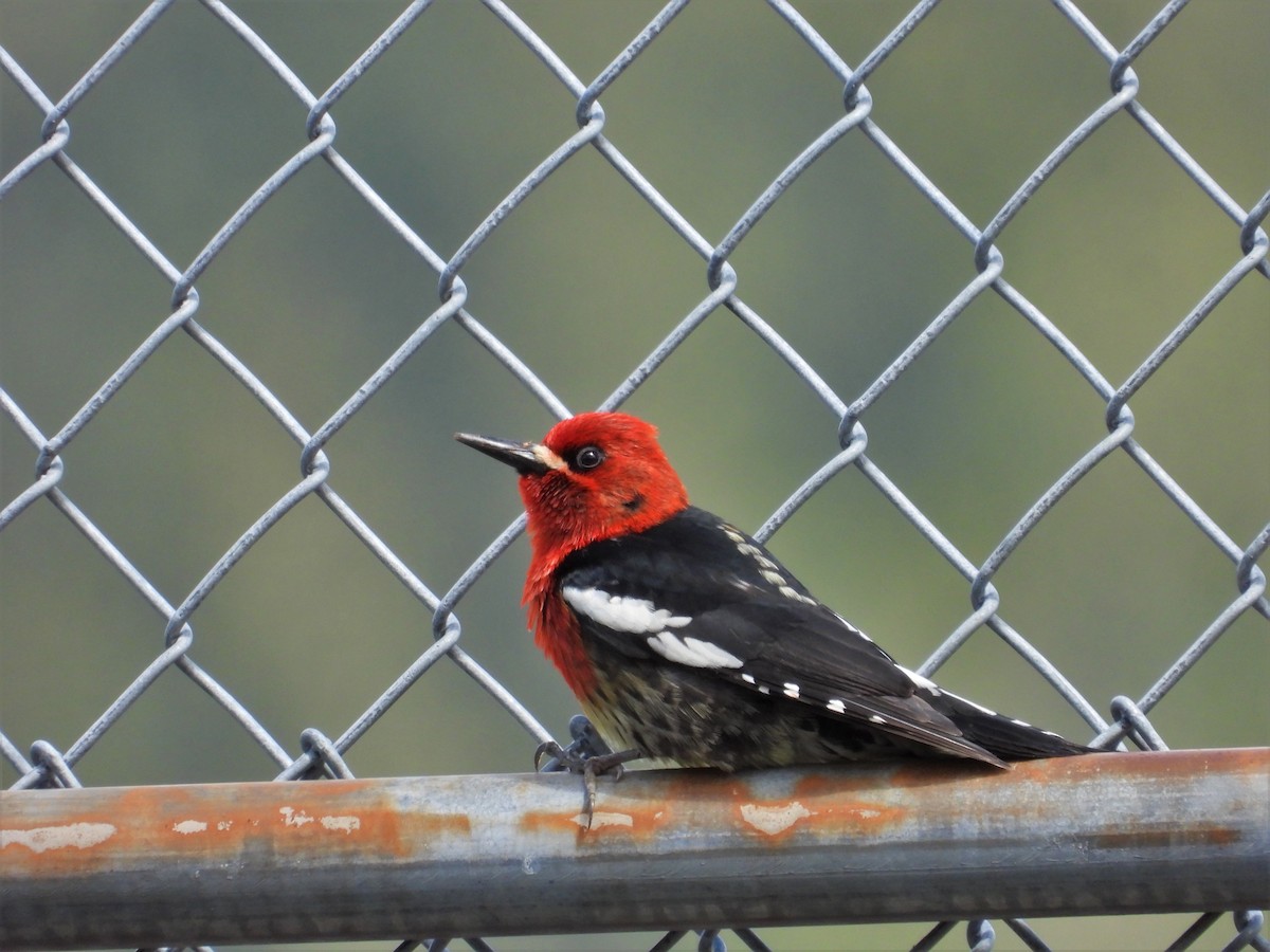 Red-breasted Sapsucker - ML618191281