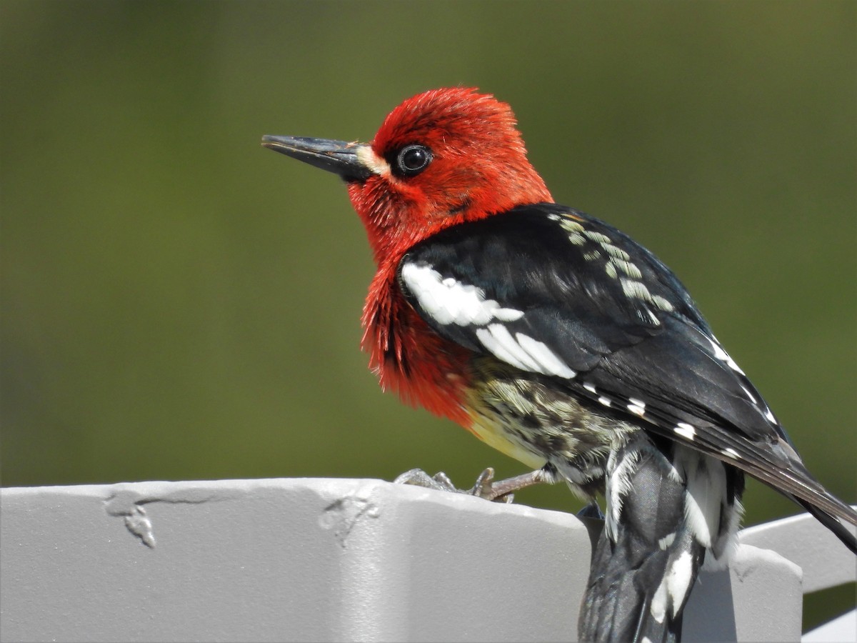 Red-breasted Sapsucker - ML618191282