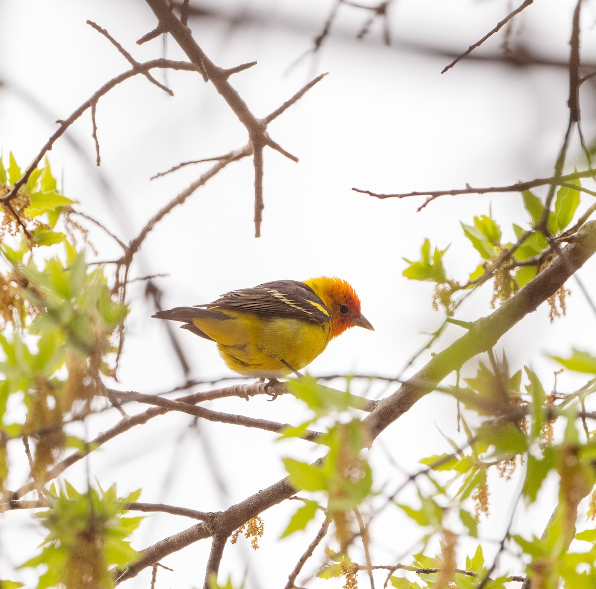 Western Tanager - ML618191293