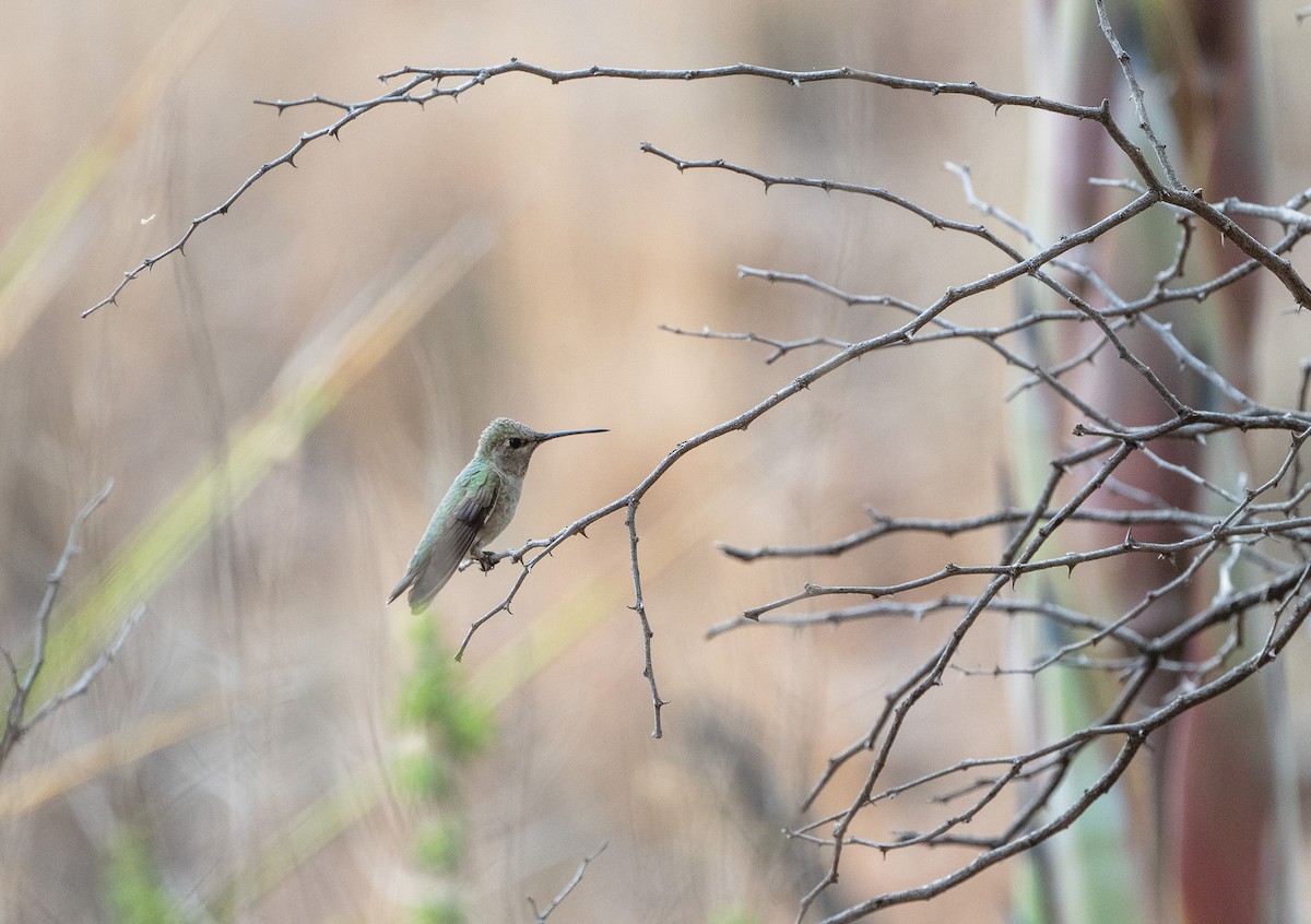 Black-chinned Hummingbird - ML618191300