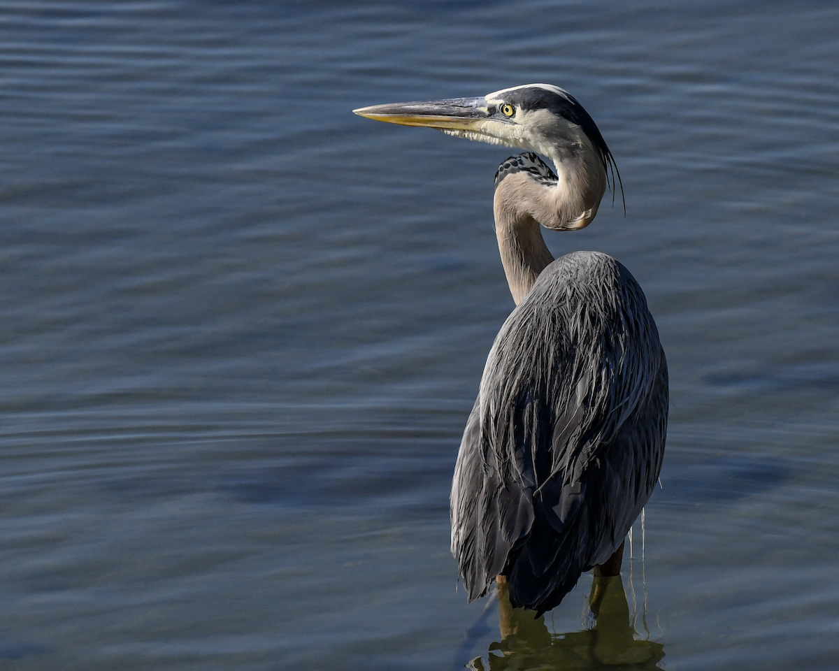 Great Blue Heron - Erik Martin