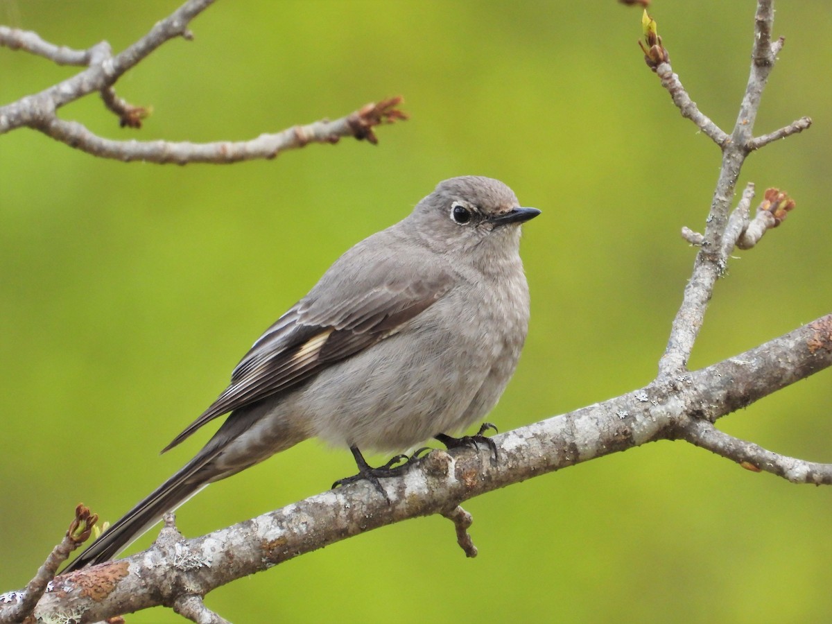 Townsend's Solitaire - ML618191306