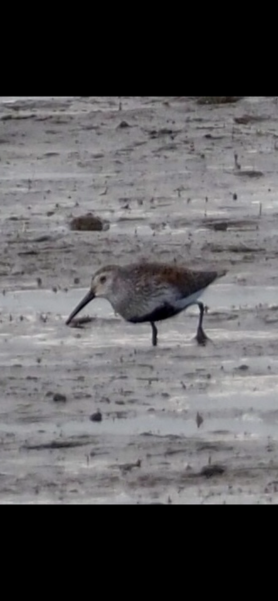 Dunlin - Richard  Laubach