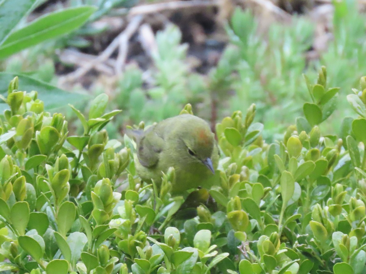 Orange-crowned Warbler - Vibeke Pedersen