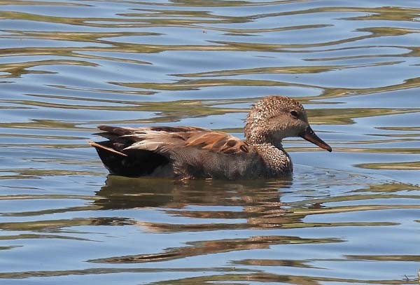 Gadwall - Cory Shaw