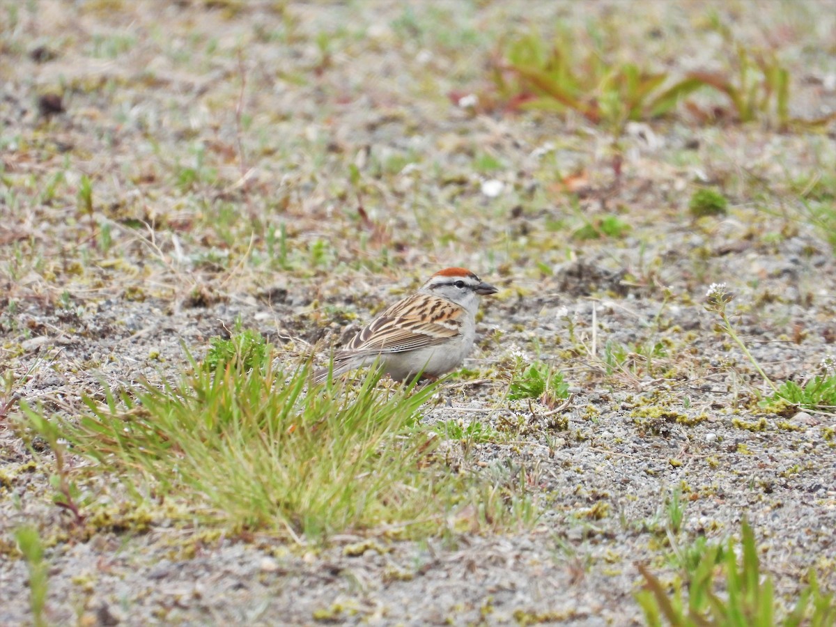 Chipping Sparrow - ML618191332