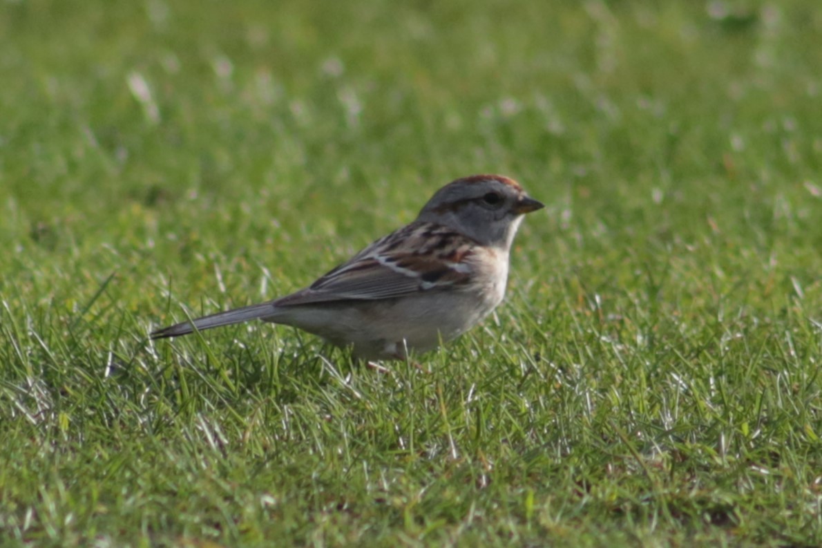 American Tree Sparrow - Bentley Colwill