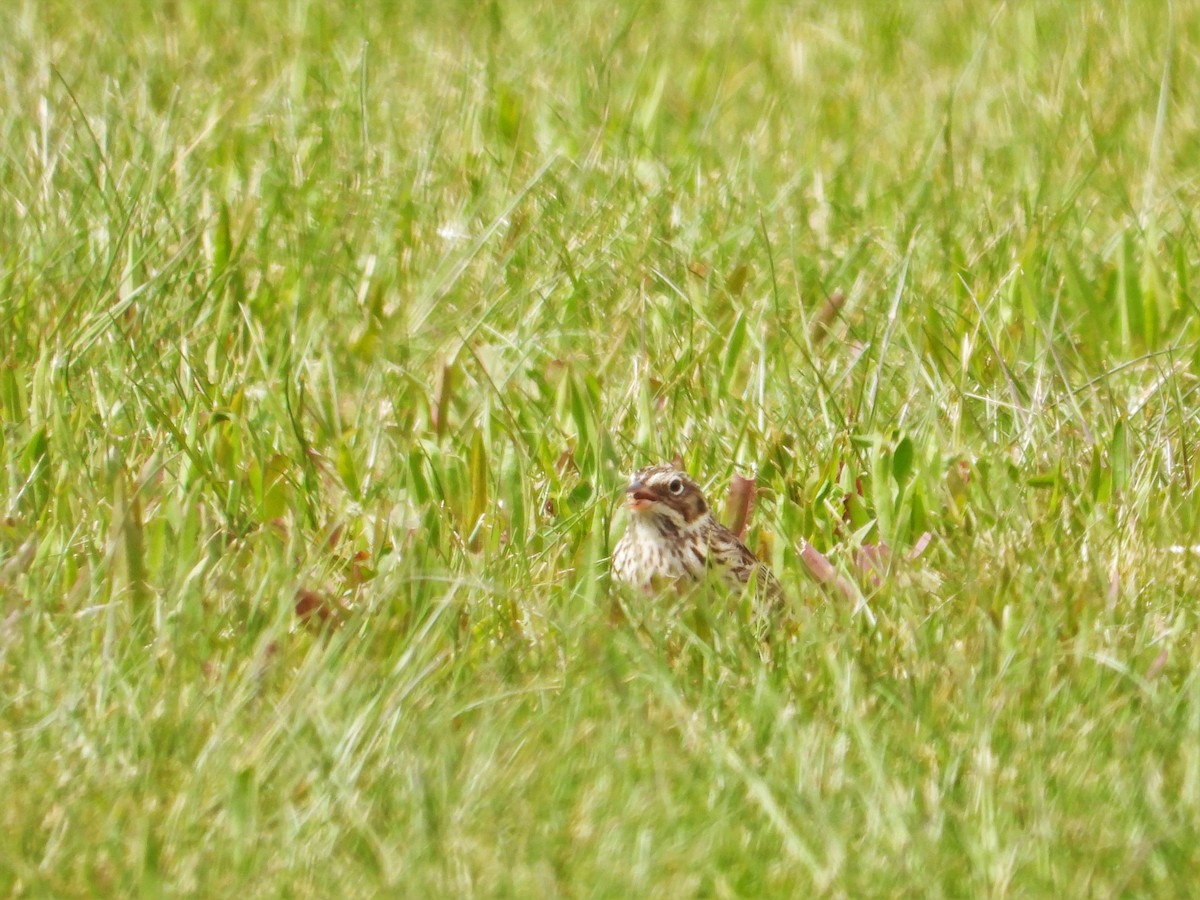 Vesper Sparrow - ML618191359
