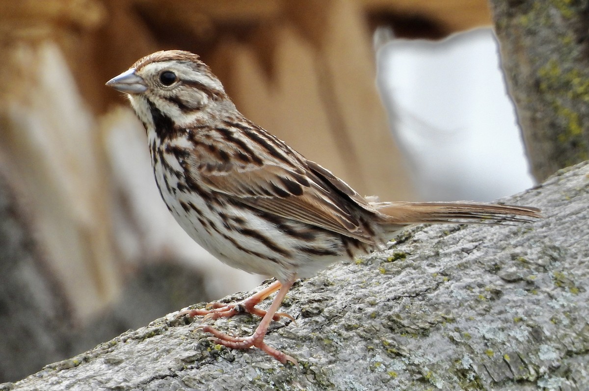 Song Sparrow - Carolyn Lueck