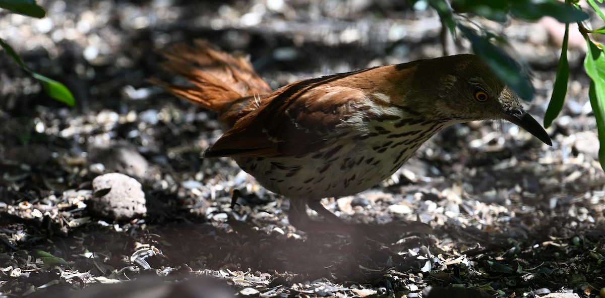 Brown Thrasher - ML618191368