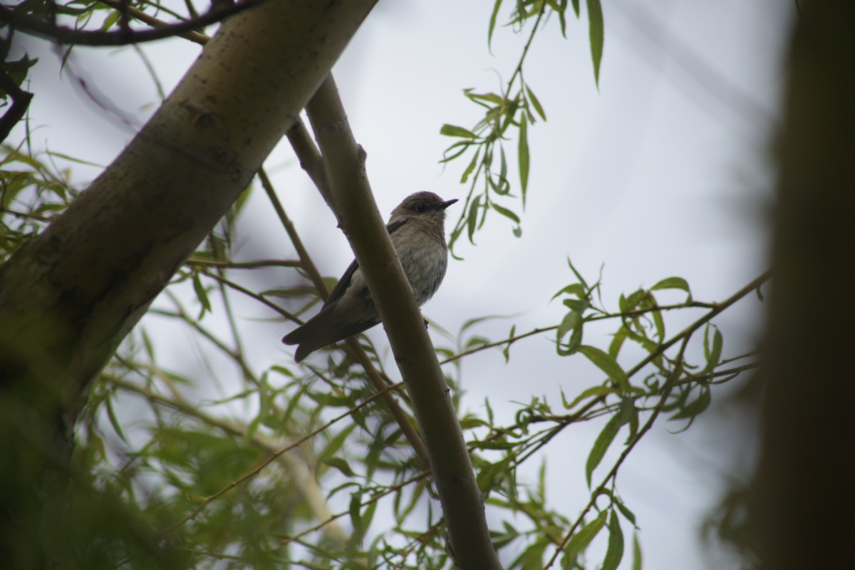 Mountain Bluebird - Bentley Colwill