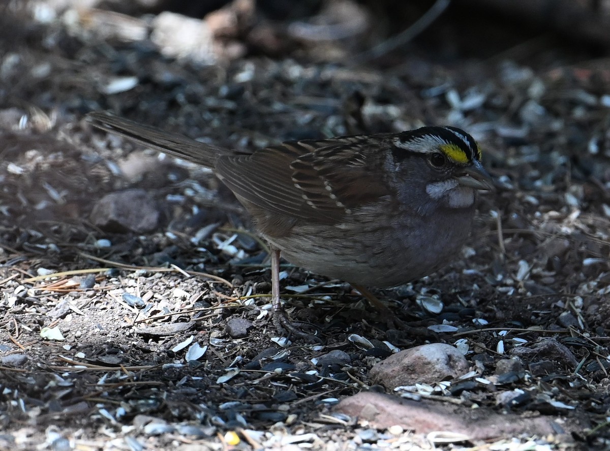 White-throated Sparrow - ML618191379