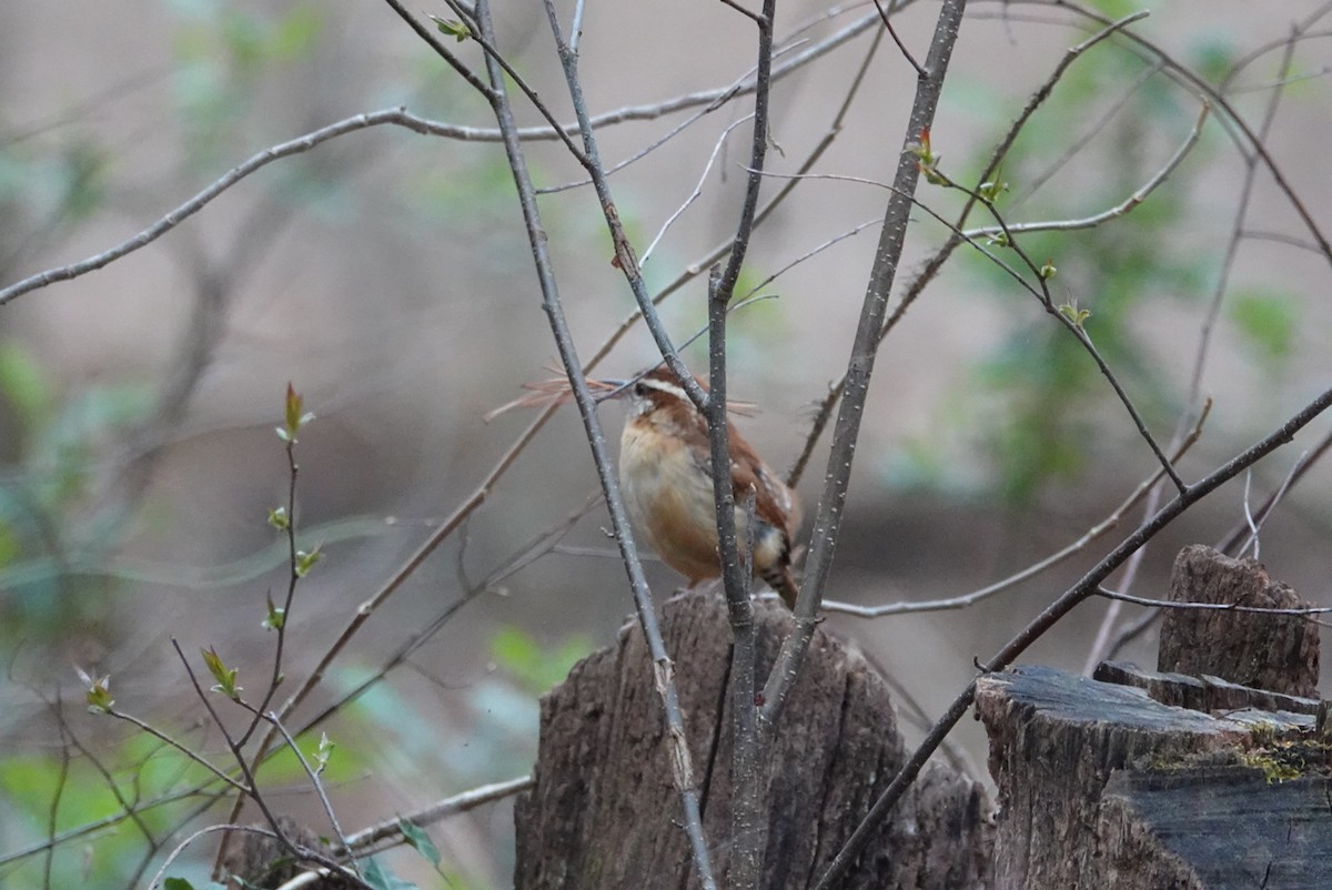 Carolina Wren - Tim Mortlock