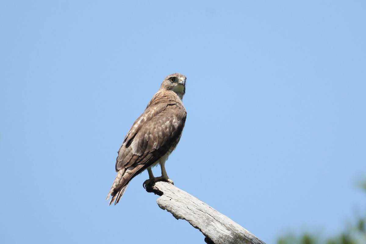 Red-tailed Hawk - ML618191404