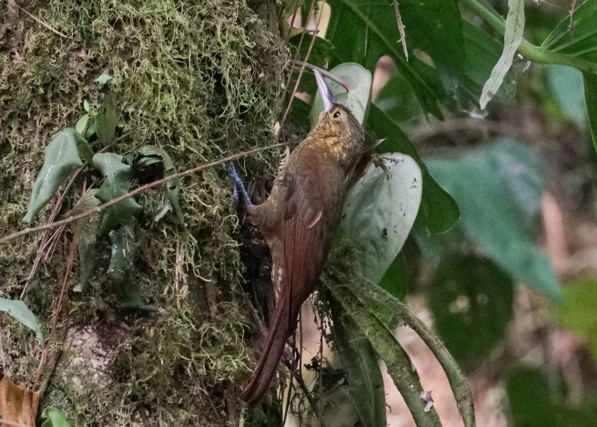 Spotted Woodcreeper - Shawn Pfautsch