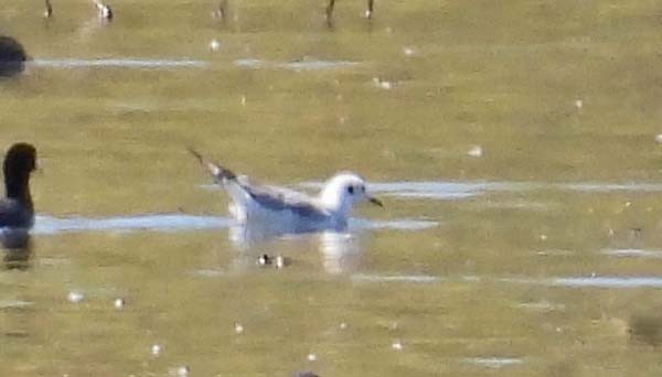 Bonaparte's Gull - Cory Shaw