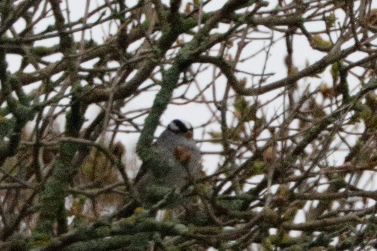 White-crowned Sparrow - ML618191455