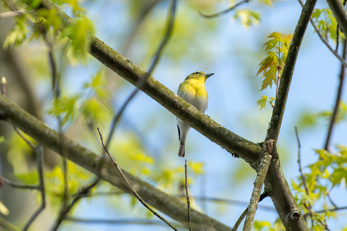 Yellow-throated Vireo - ML618191463
