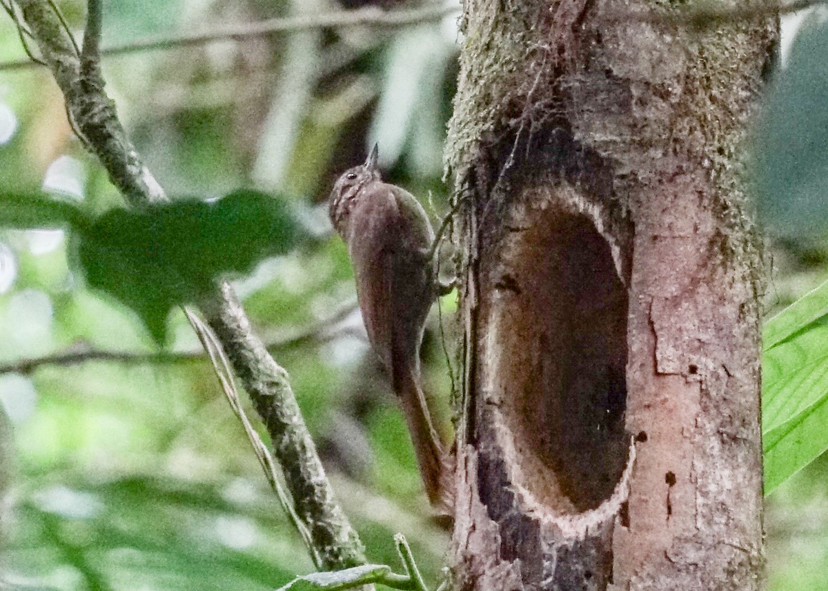 Wedge-billed Woodcreeper - Shawn Pfautsch