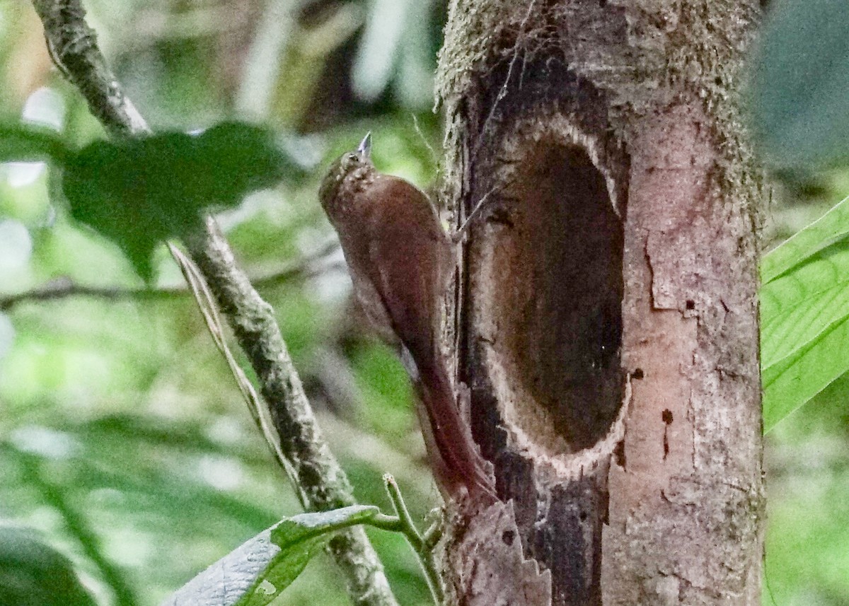 Wedge-billed Woodcreeper - Shawn Pfautsch