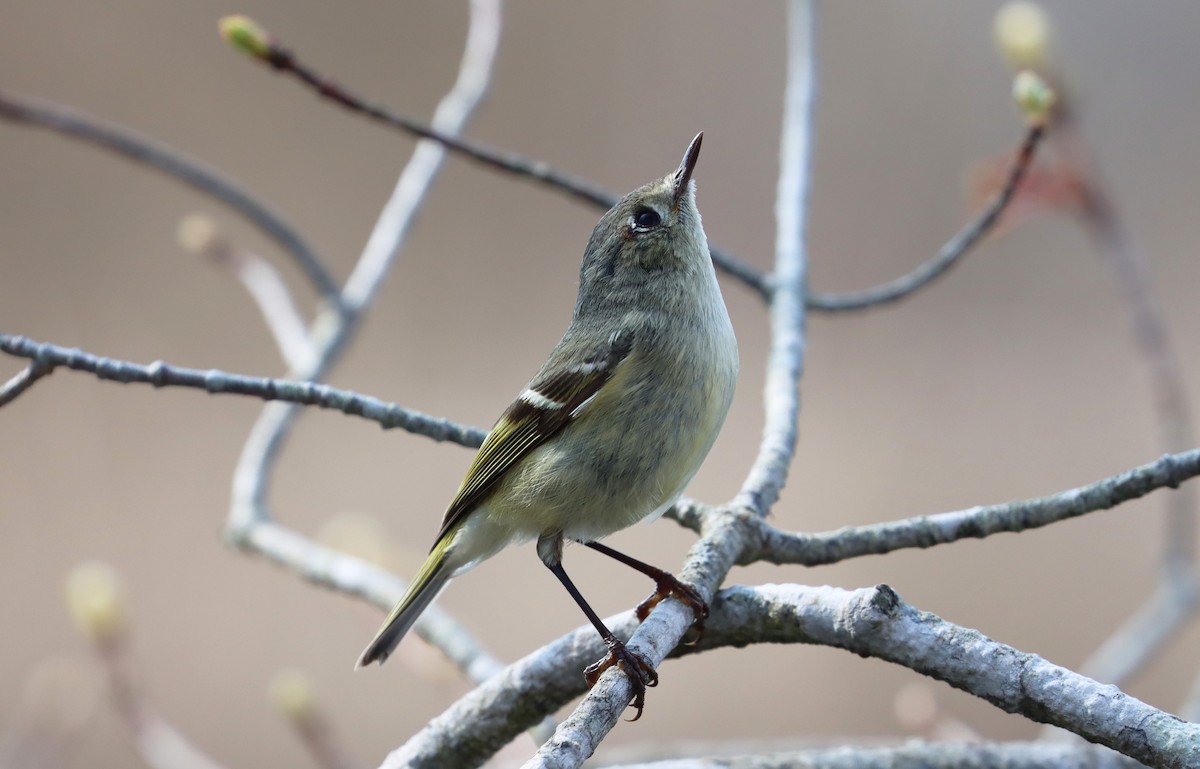 Ruby-crowned Kinglet - Stefan Mutchnick