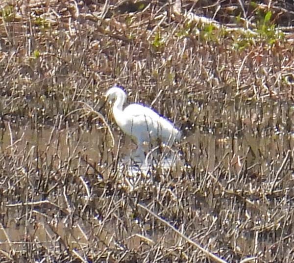 Snowy Egret - Cory Shaw