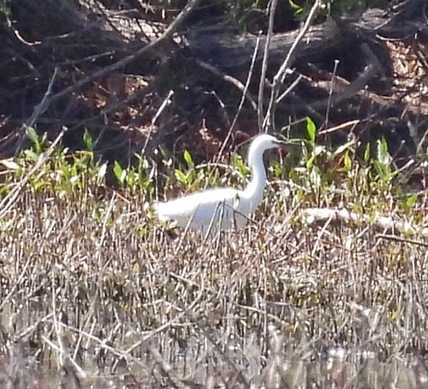 Snowy Egret - Cory Shaw