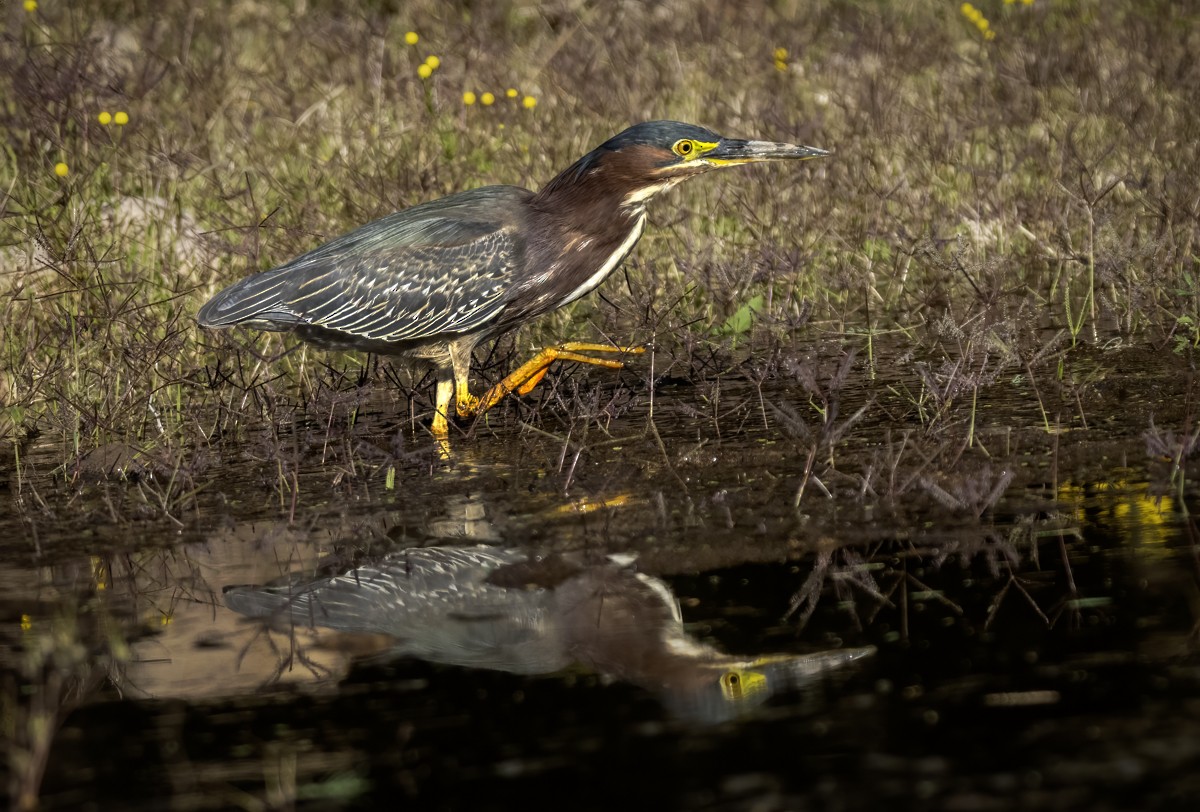 Green Heron - Eric Gofreed