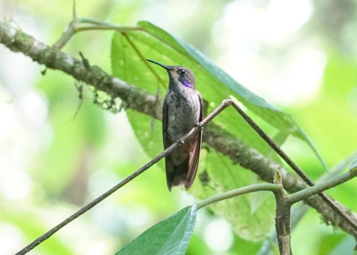 Colibrí Pardo - ML618191541