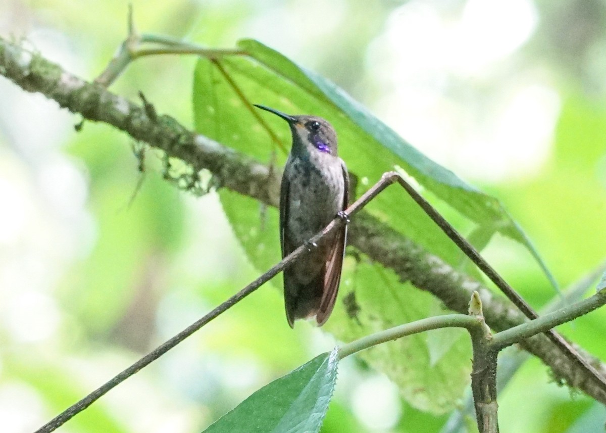 Colibrí Pardo - ML618191542