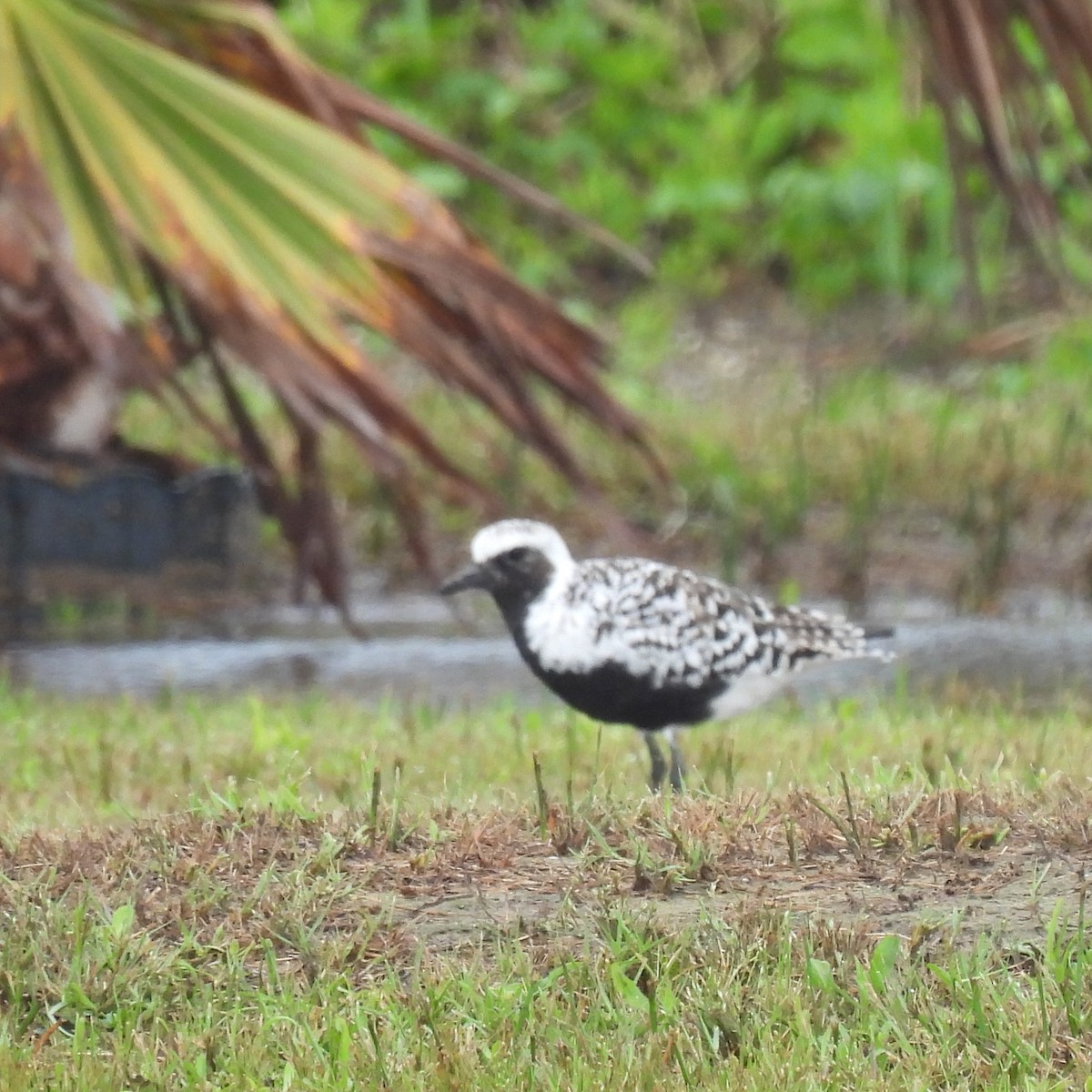 Black-bellied Plover - ML618191551