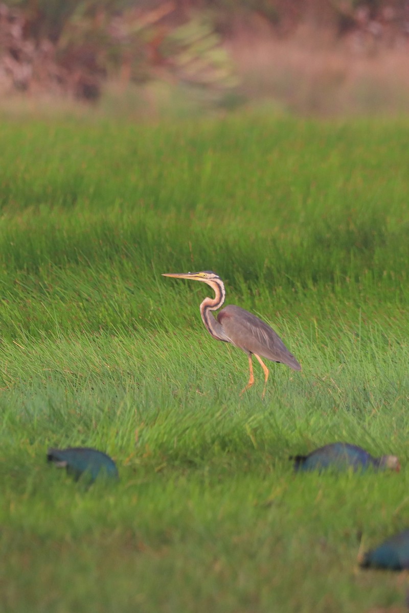 Purple Heron - ML618191612